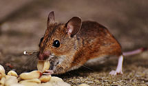 exotic-pet-enclosure-pest-control Experts in Hibernia Natl Bank